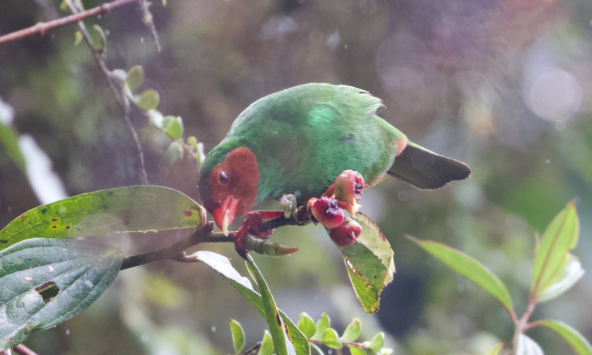 grønntanagar - ML644194670