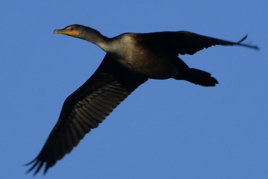 Double-crested Cormorant - ML644194676