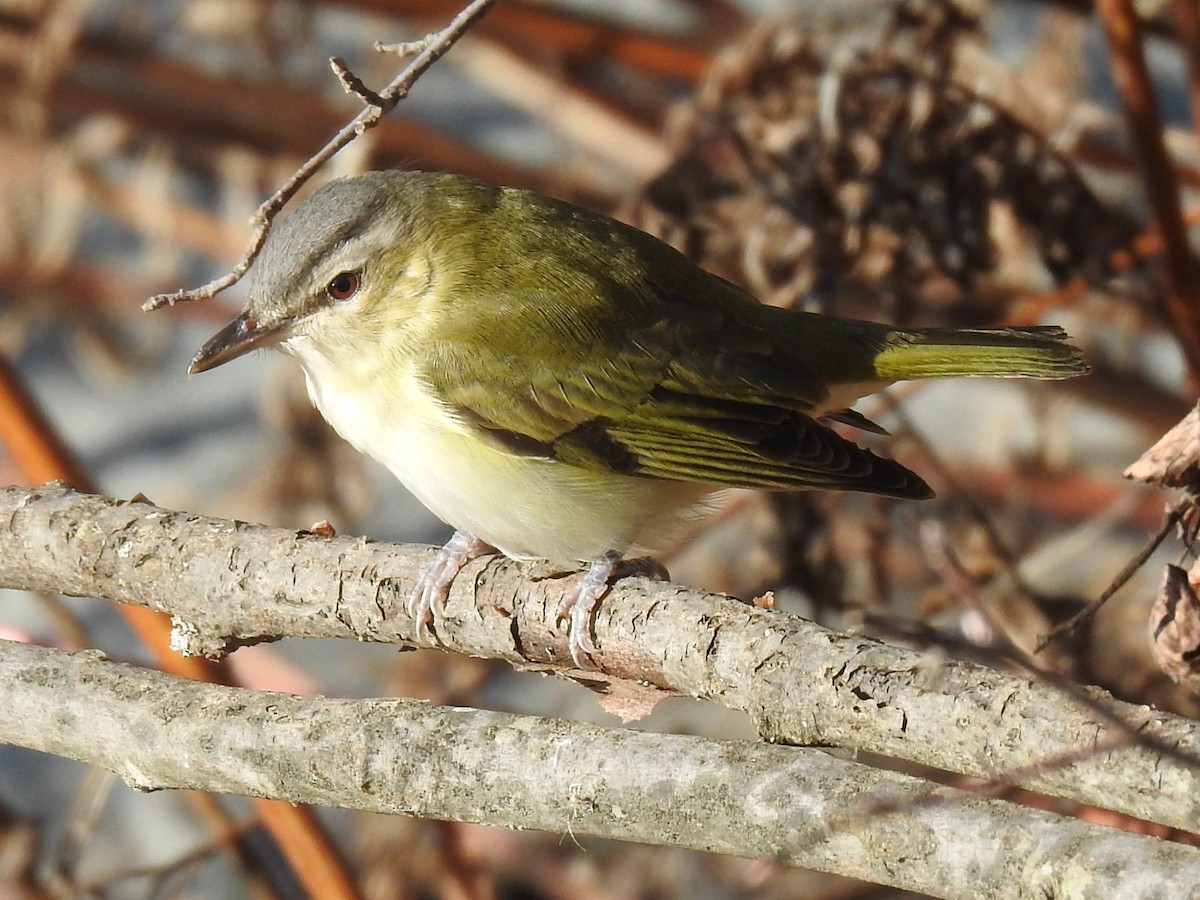 Red-eyed Vireo - ML644194678