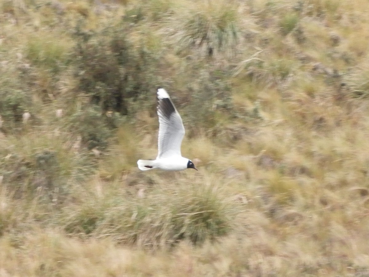 Andean Gull - ML644194679