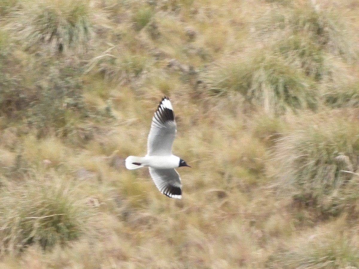 Andean Gull - ML644194680