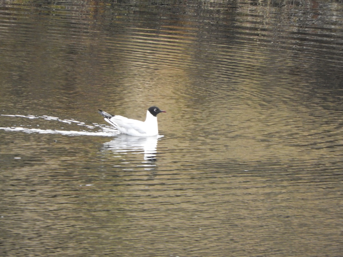 Andean Gull - ML644194681