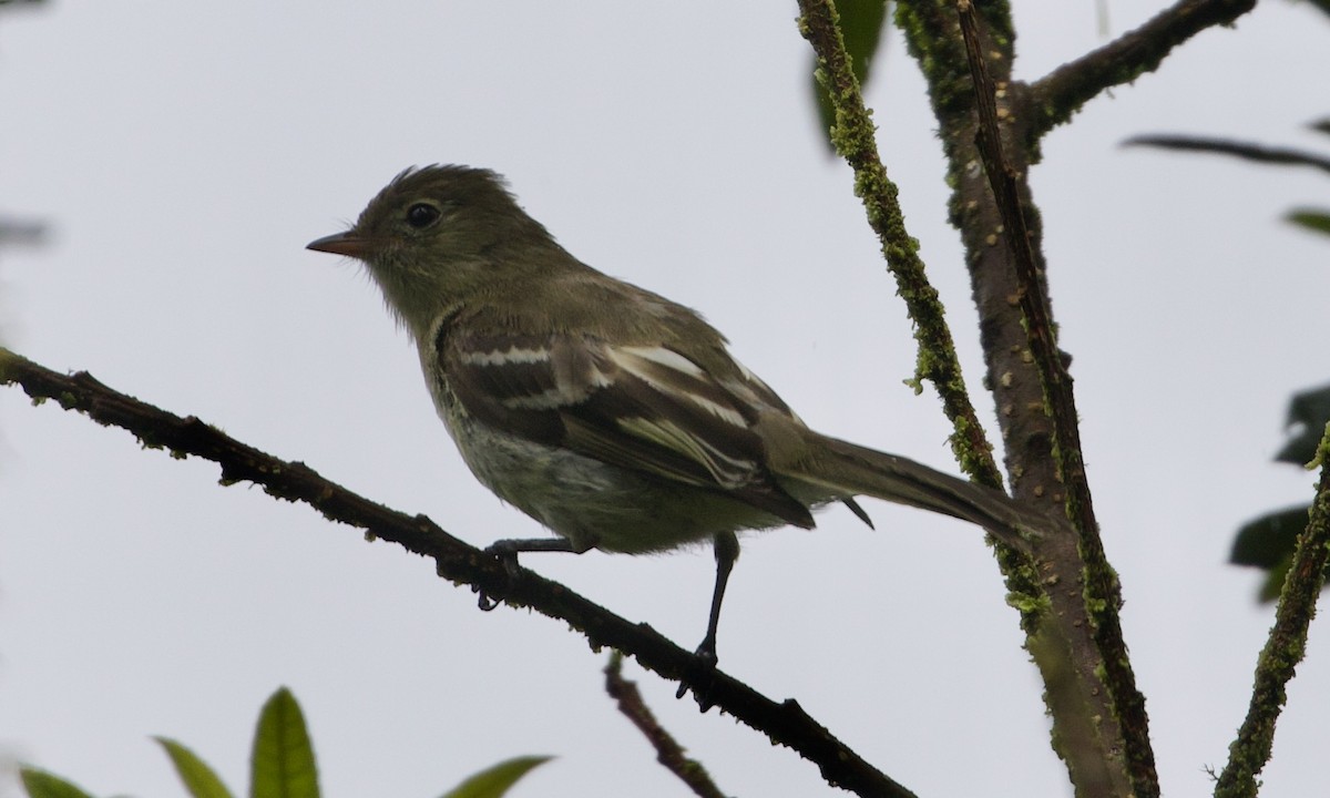 fjellelenia - ML644194690