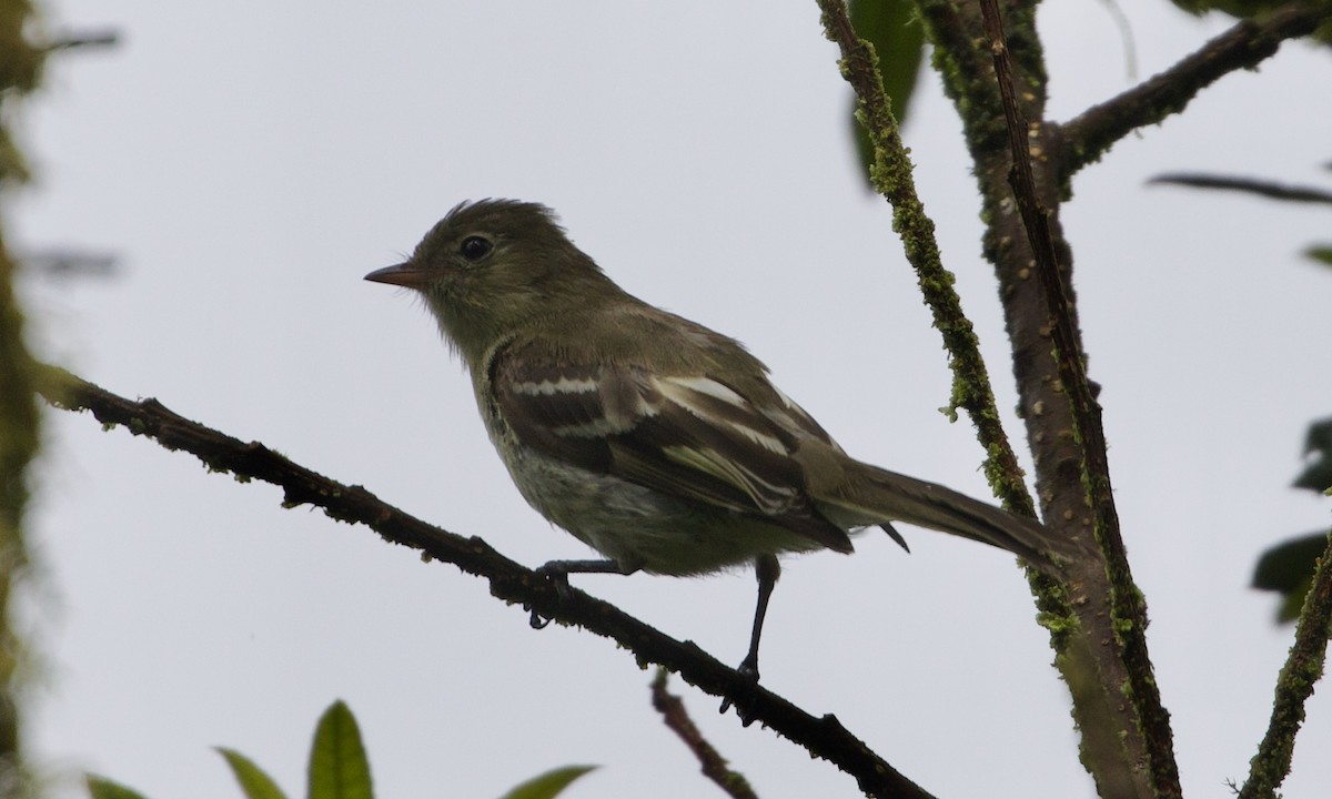 fjellelenia - ML644194691