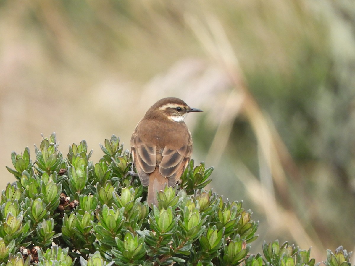 Chestnut-winged Cinclodes - ML644194696