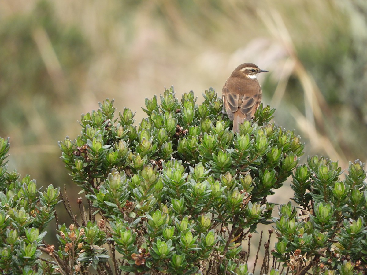 Chestnut-winged Cinclodes - ML644194697