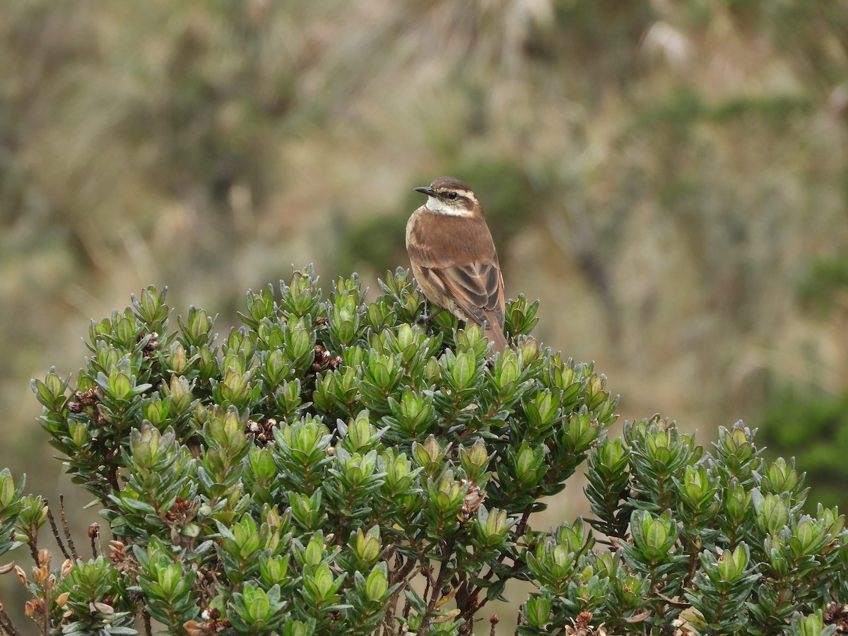 Chestnut-winged Cinclodes - ML644194698