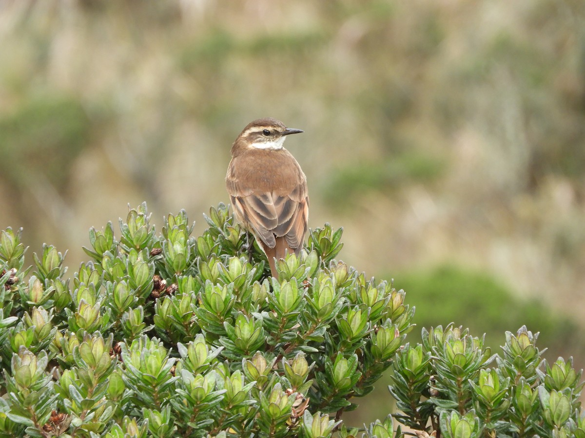 Chestnut-winged Cinclodes - ML644194699