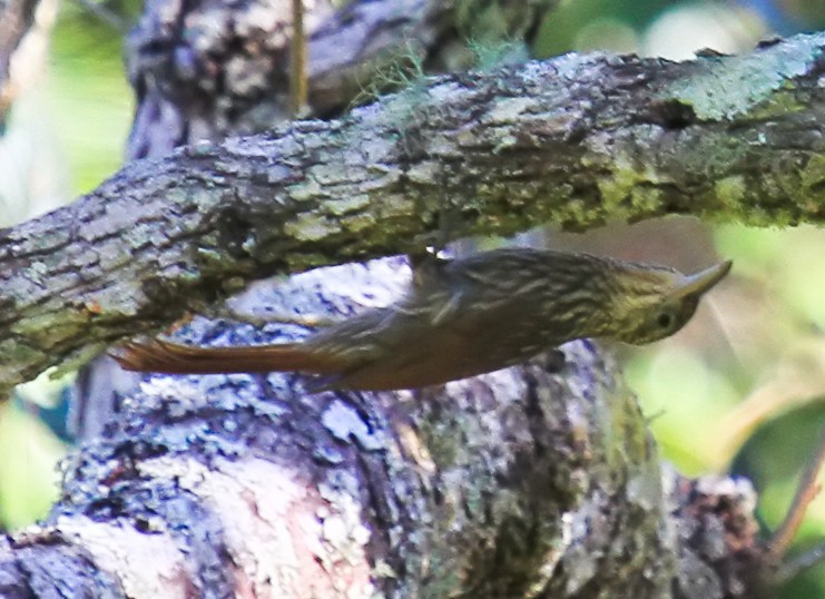 シロハシオニキバシリ - ML644194701