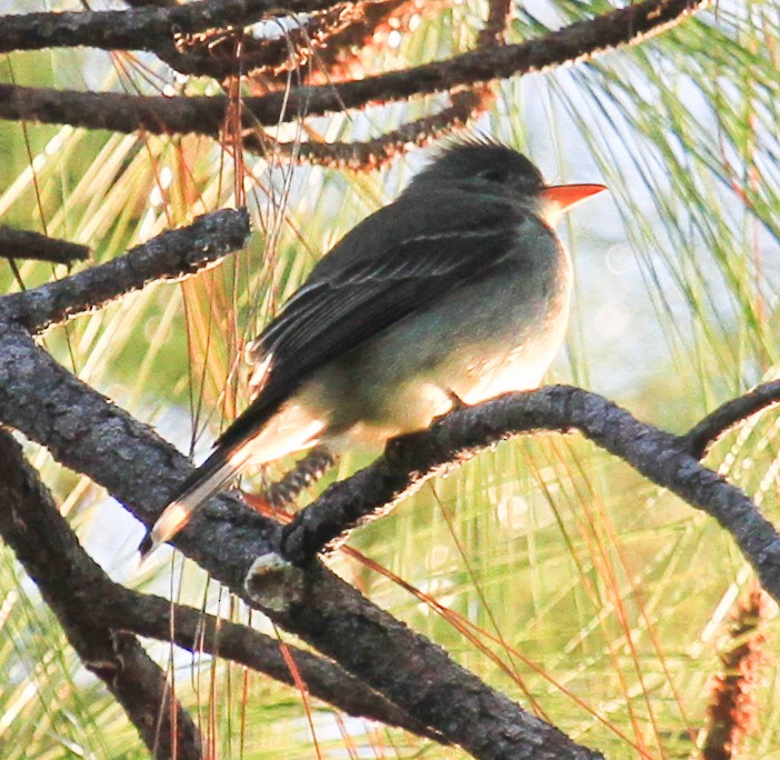 Greater Pewee - ML644194705