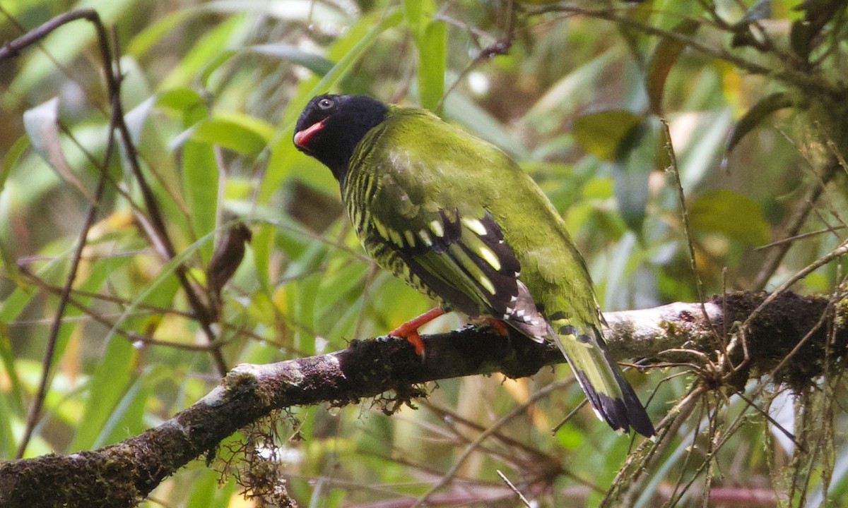 båndfrukteter - ML644194708