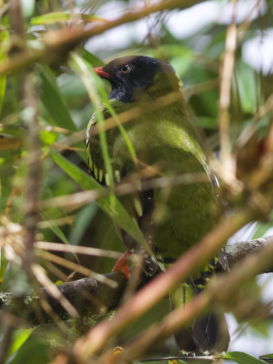 båndfrukteter - ML644194709