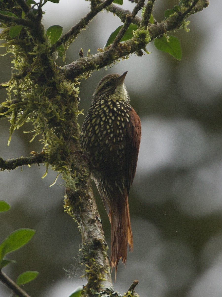 perlestammeløper - ML644194728