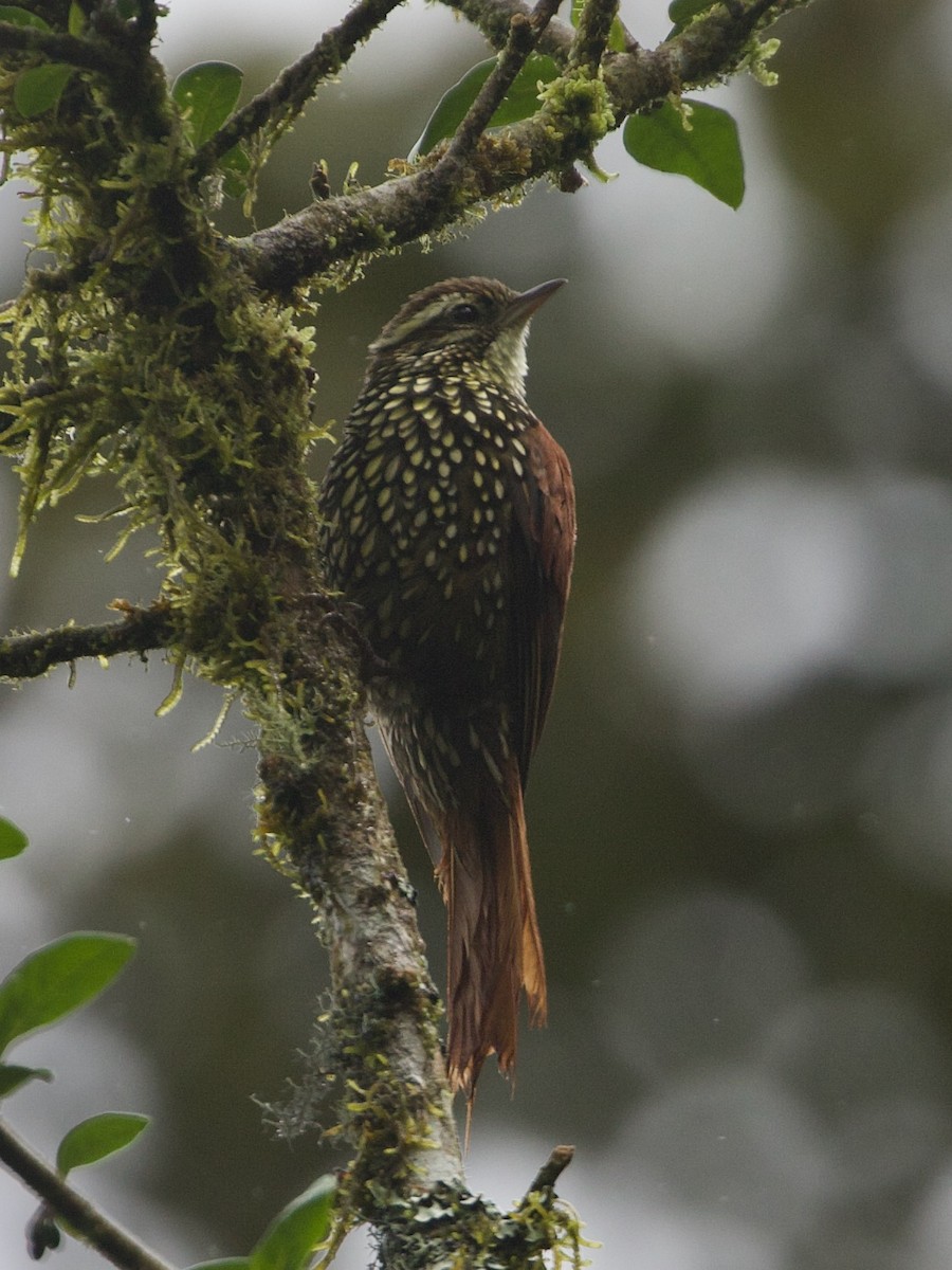 perlestammeløper - ML644194729