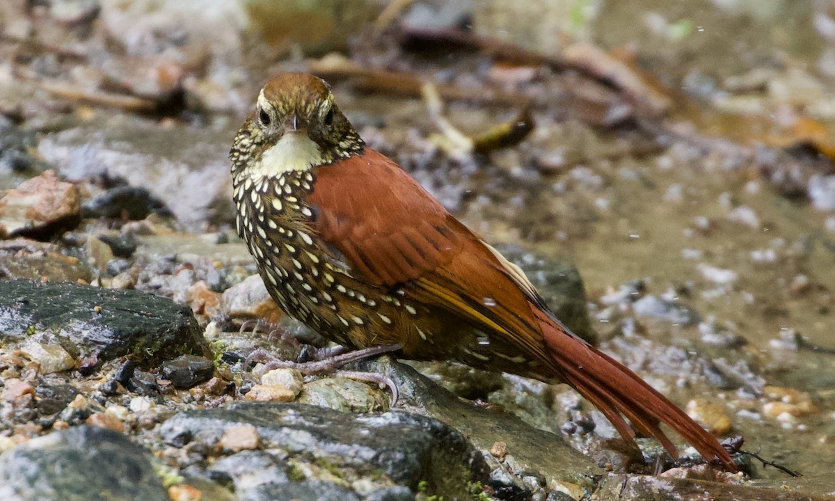 perlestammeløper - ML644194730