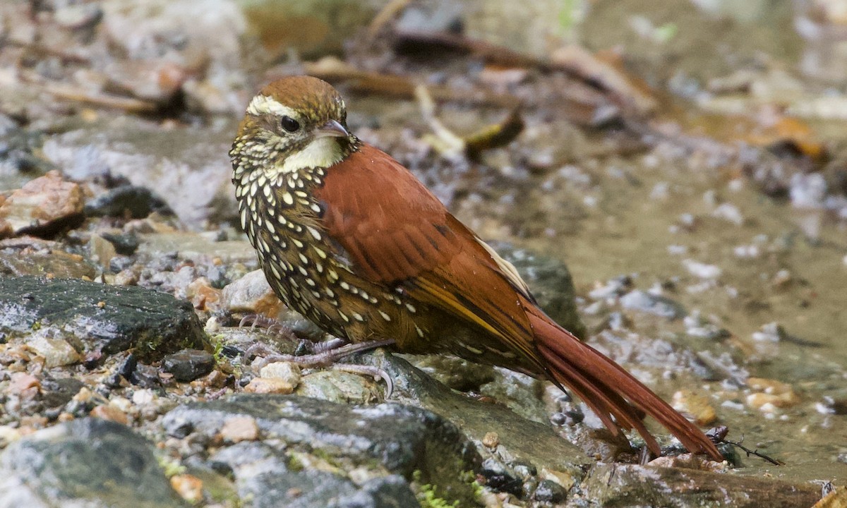 perlestammeløper - ML644194731