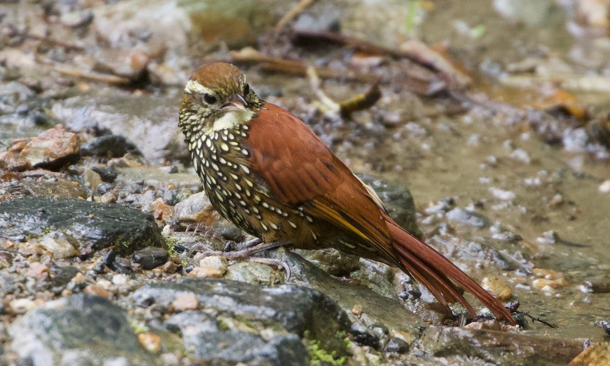 perlestammeløper - ML644194732