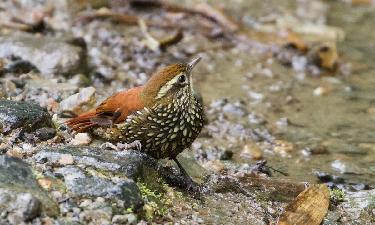 perlestammeløper - ML644194733