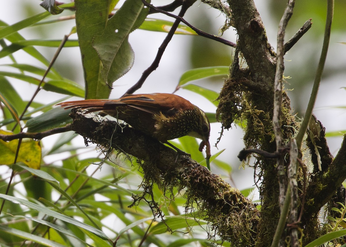 perlestammeløper - ML644194734