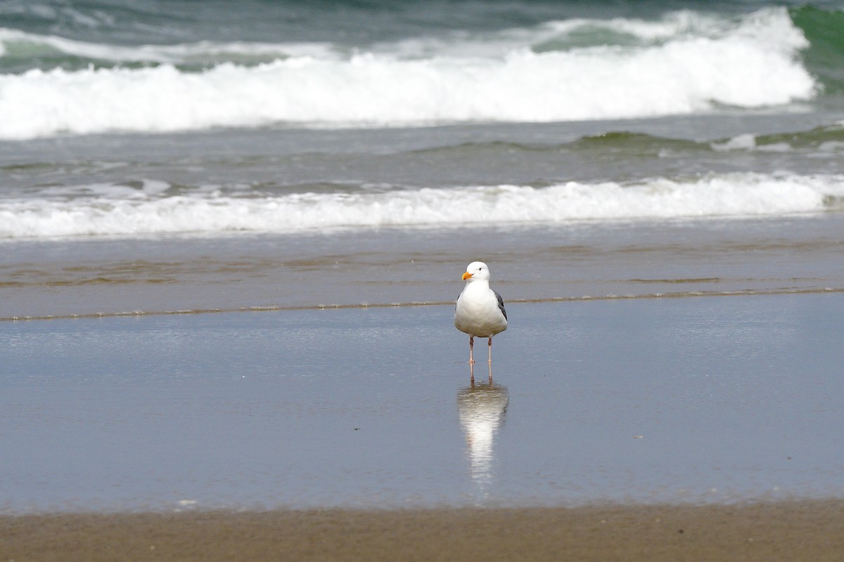 Western Gull - ML644194739