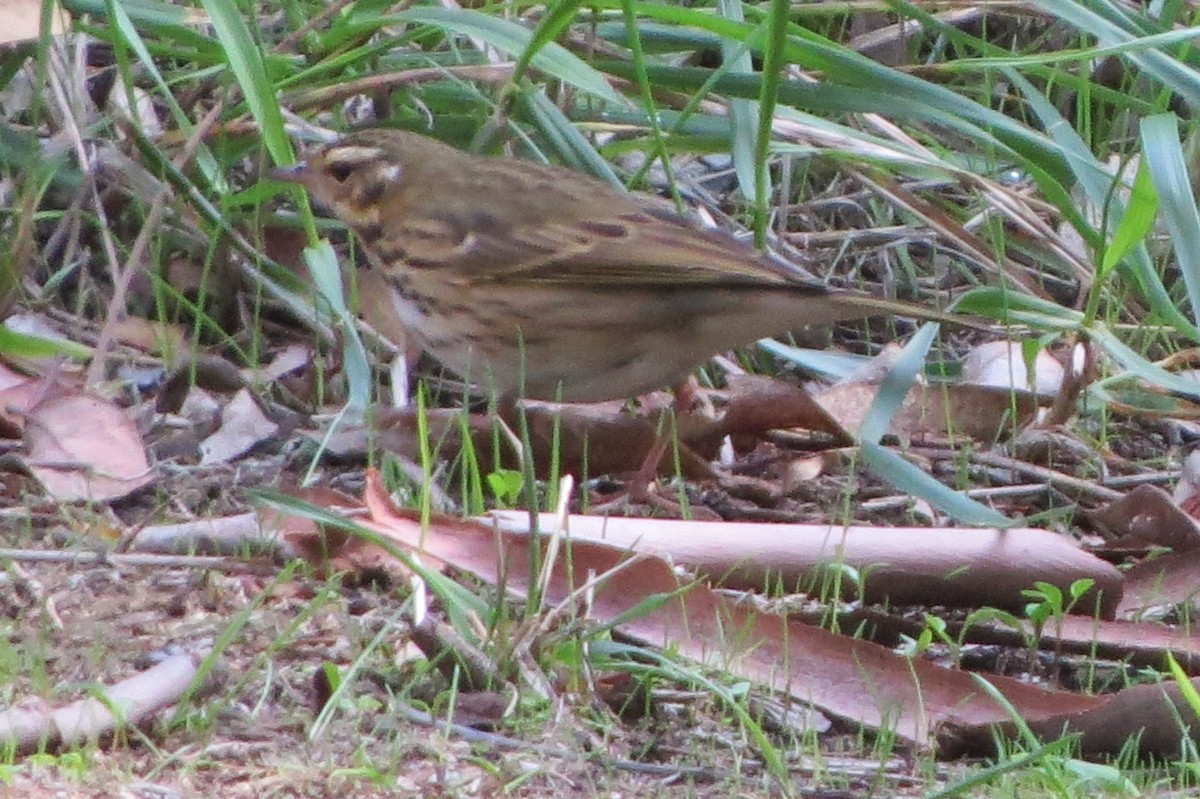 Waldpieper - ML644194747