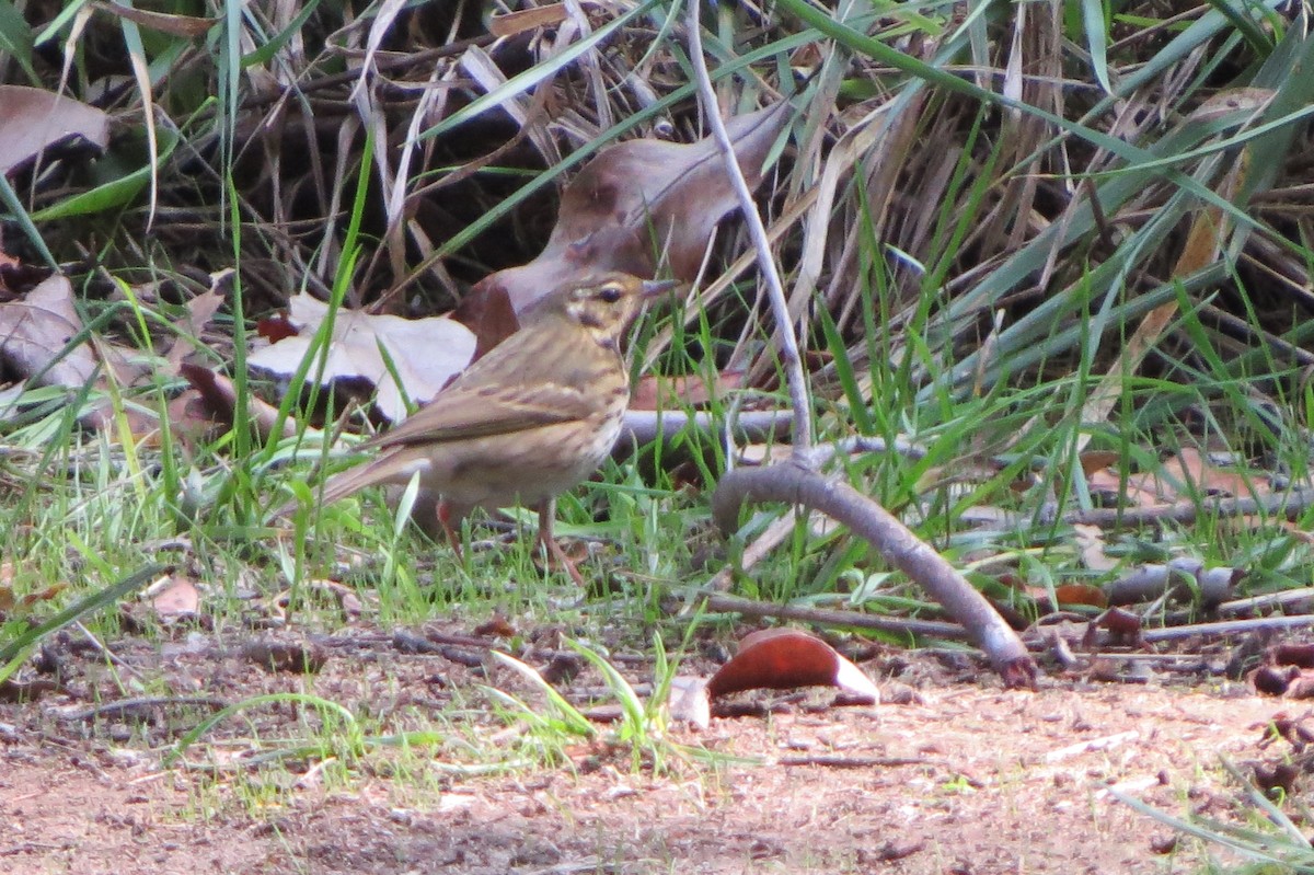 Waldpieper - ML644194748