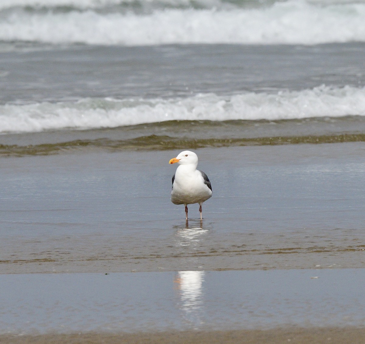 Western Gull - ML644194749