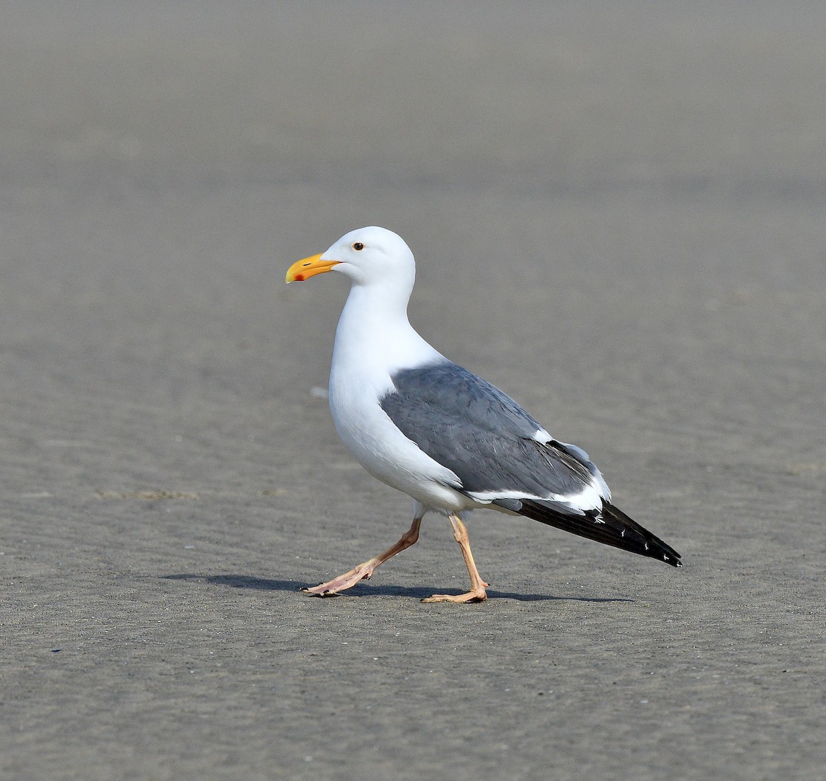 Western Gull - ML644194751