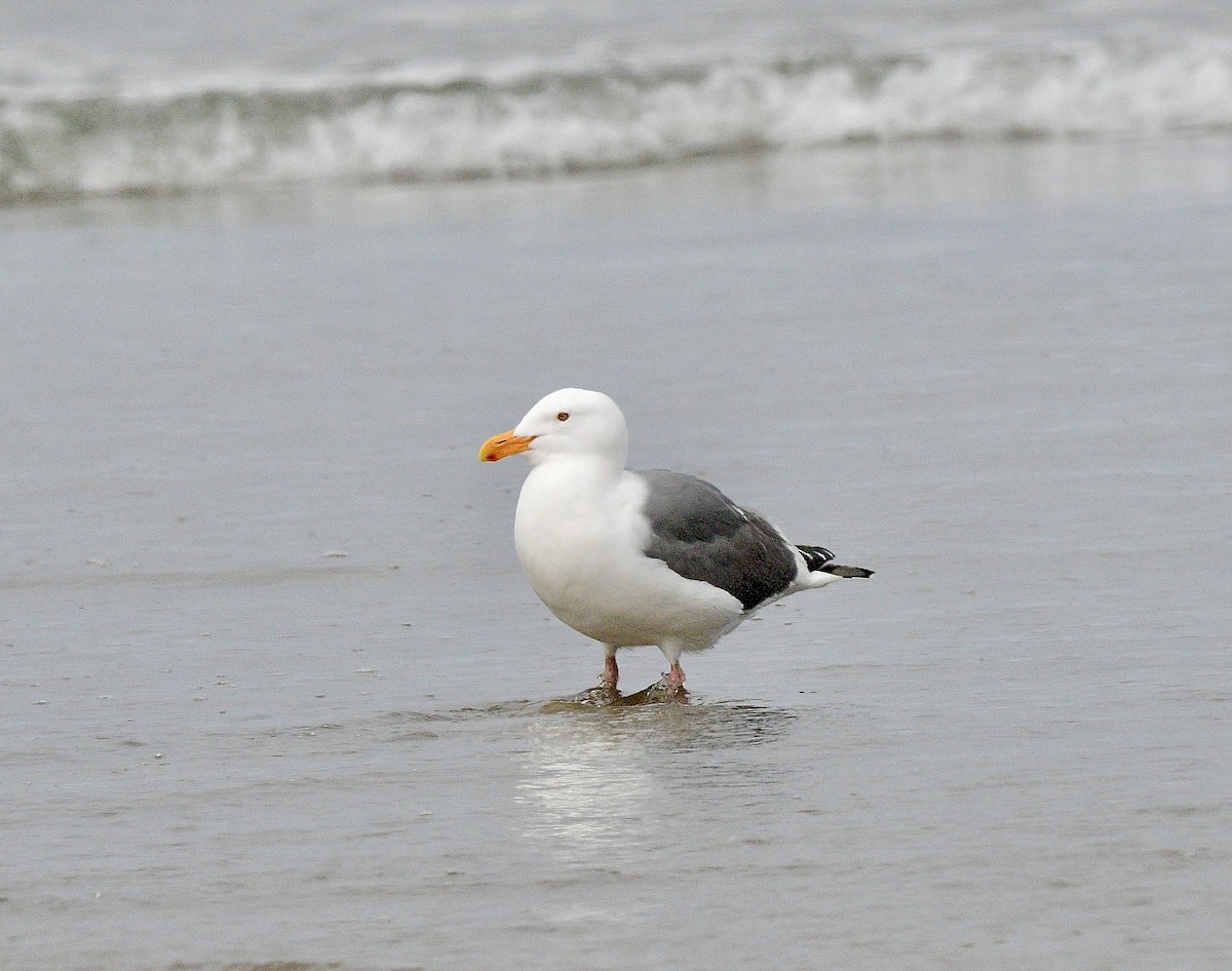 Western Gull - ML644194754