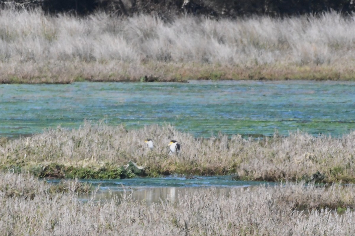 Masked Lapwing - ML644194755