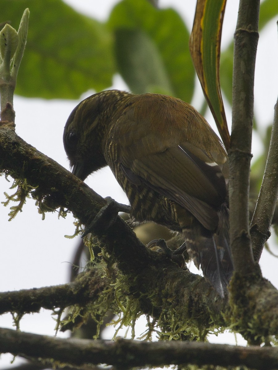 andesspett - ML644194756