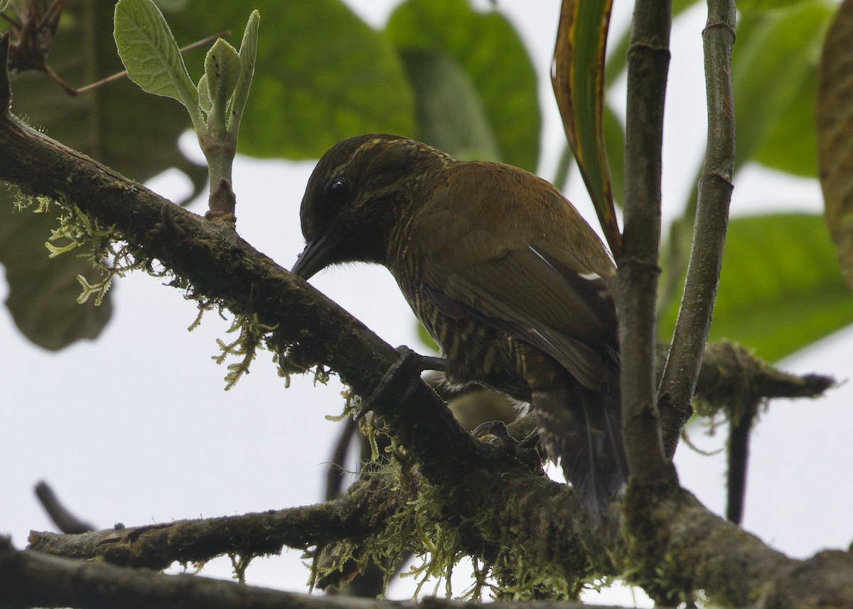 andesspett - ML644194757