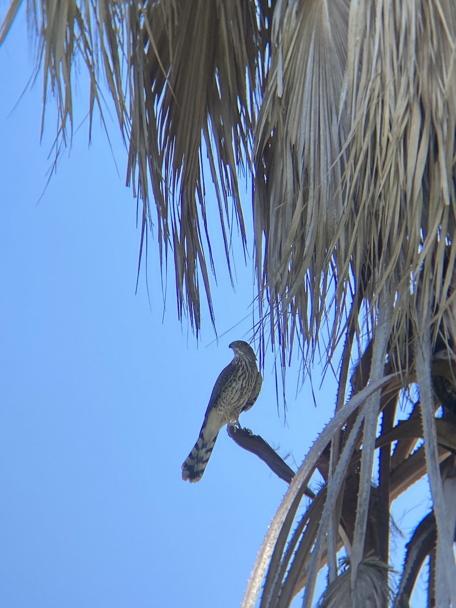 Cooper's Hawk - ML644194762