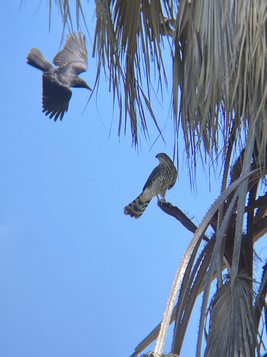 Cooper's Hawk - ML644194763