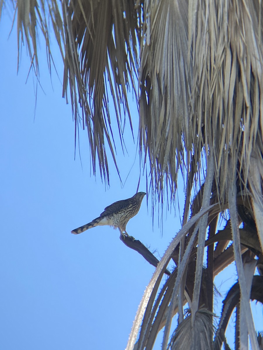 Cooper's Hawk - ML644194765