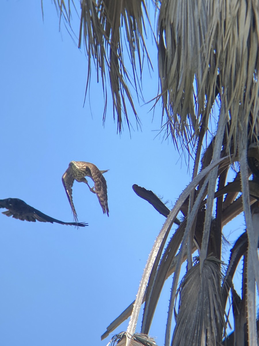 Cooper's Hawk - ML644194766