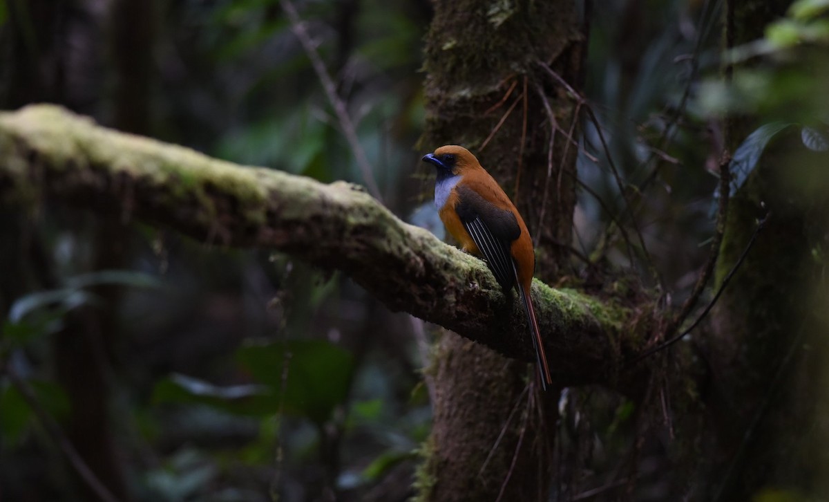 Whitehead's Trogon - ML644194767