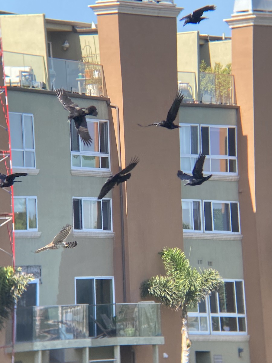 American Crow - ML644194774