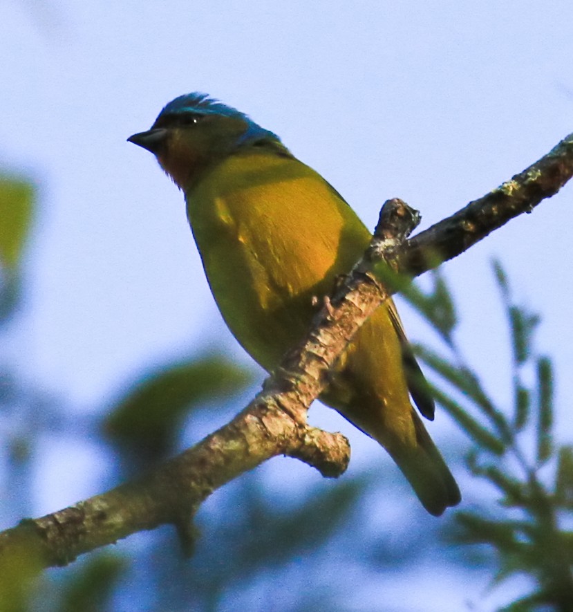 ルリゴシサンショクフウキンチョウ - ML644194780