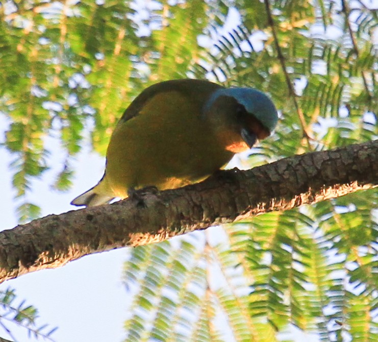 ルリゴシサンショクフウキンチョウ - ML644194781