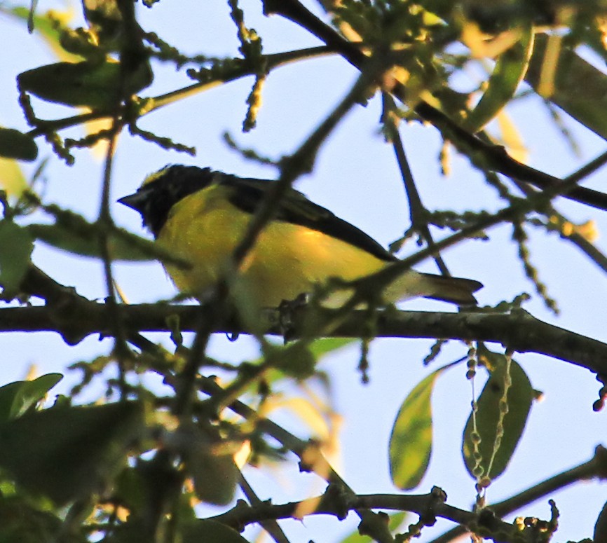 West Mexican Euphonia - ML644194787
