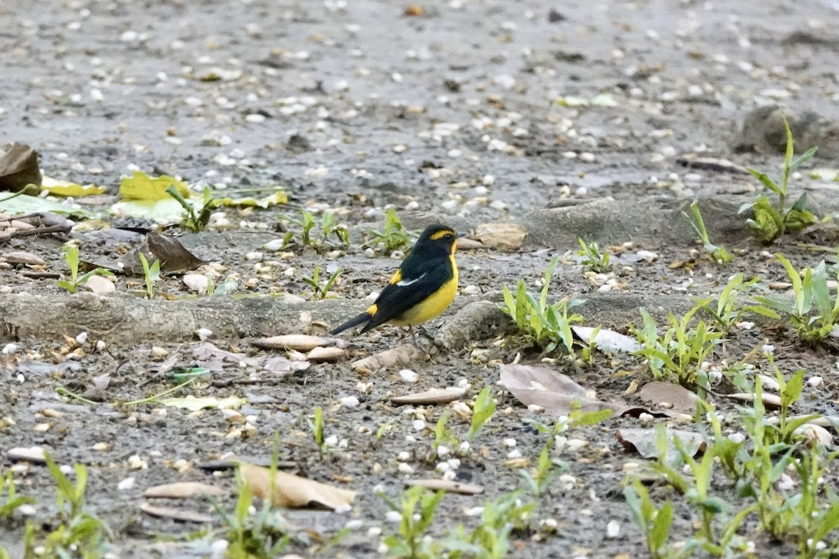 Narzissenschnäpper - ML644194797