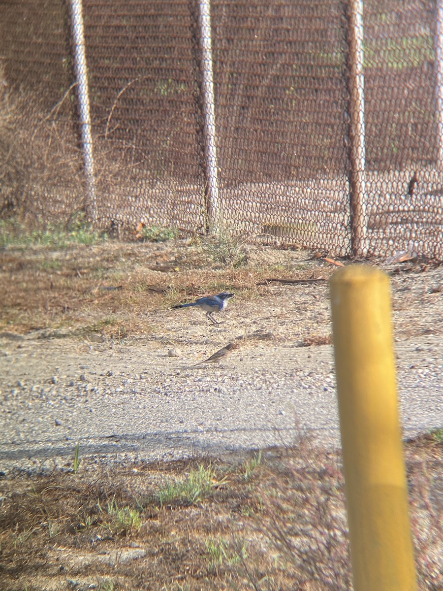 California Scrub-Jay - ML644194800