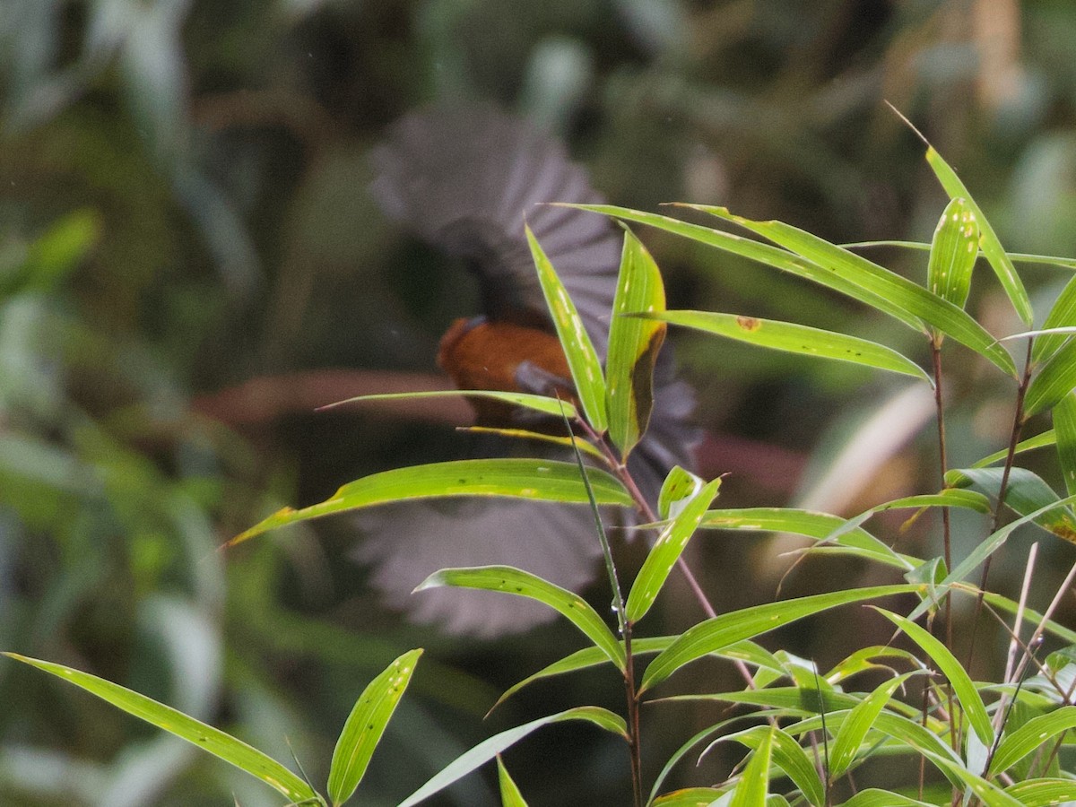 plysjpanne - ML644194803