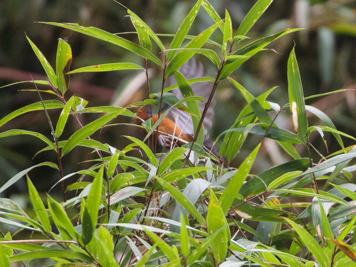 plysjpanne - ML644194804