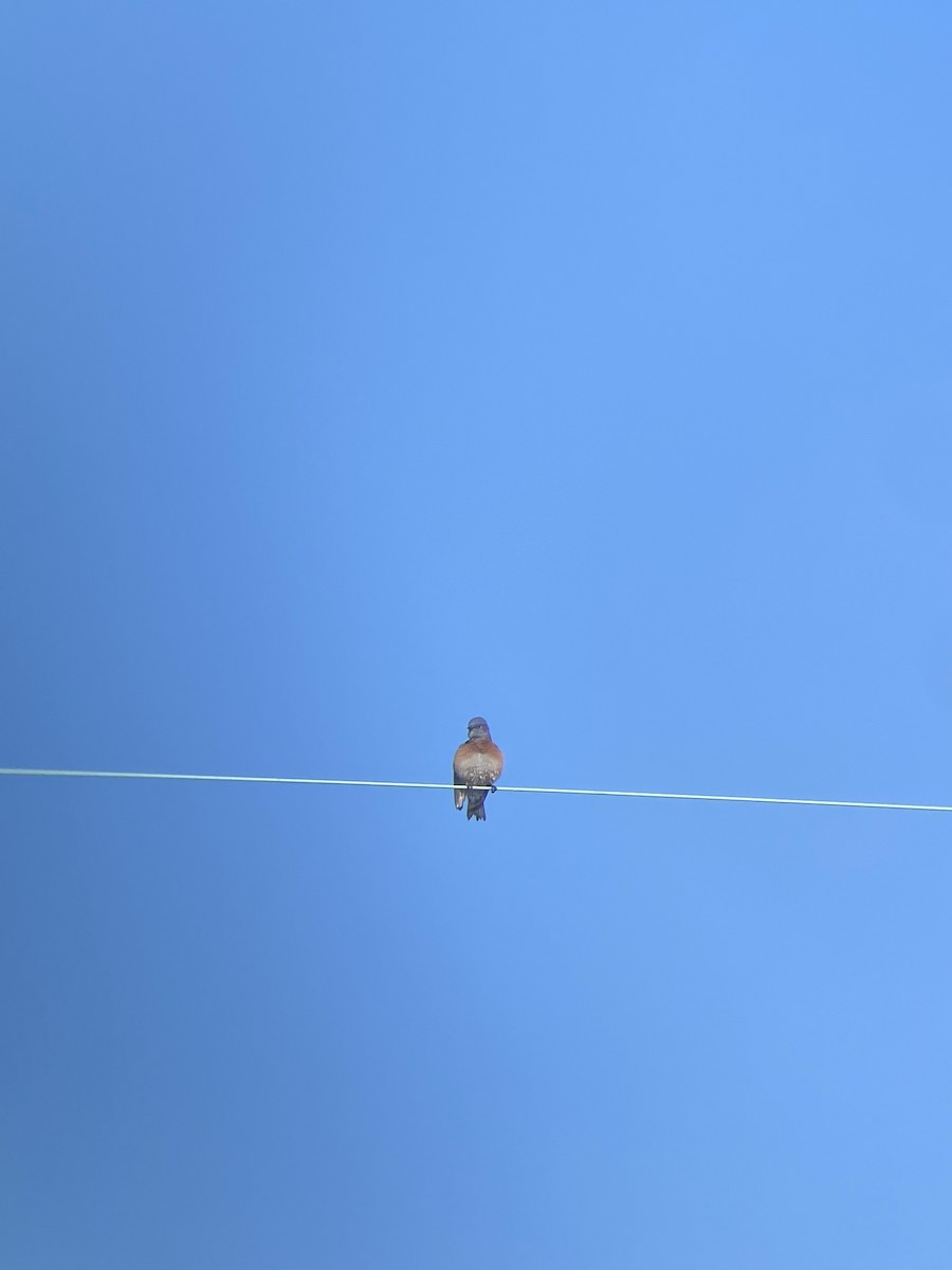 Western Bluebird - ML644194806