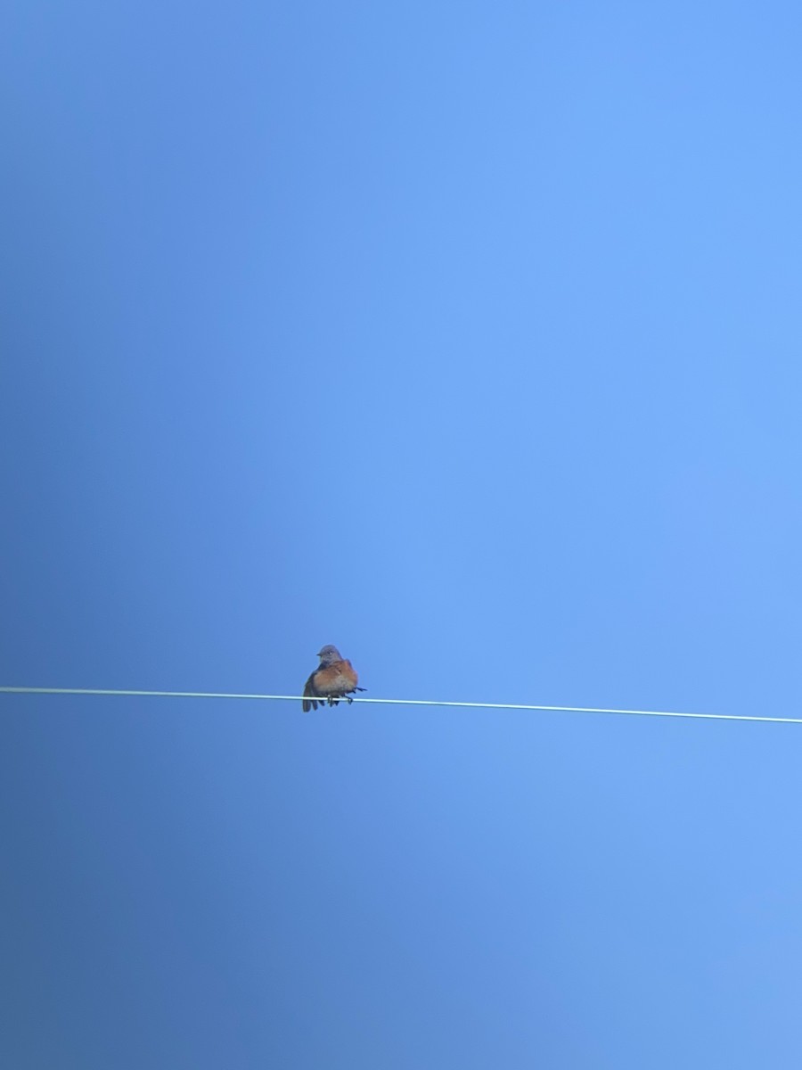 Western Bluebird - ML644194807