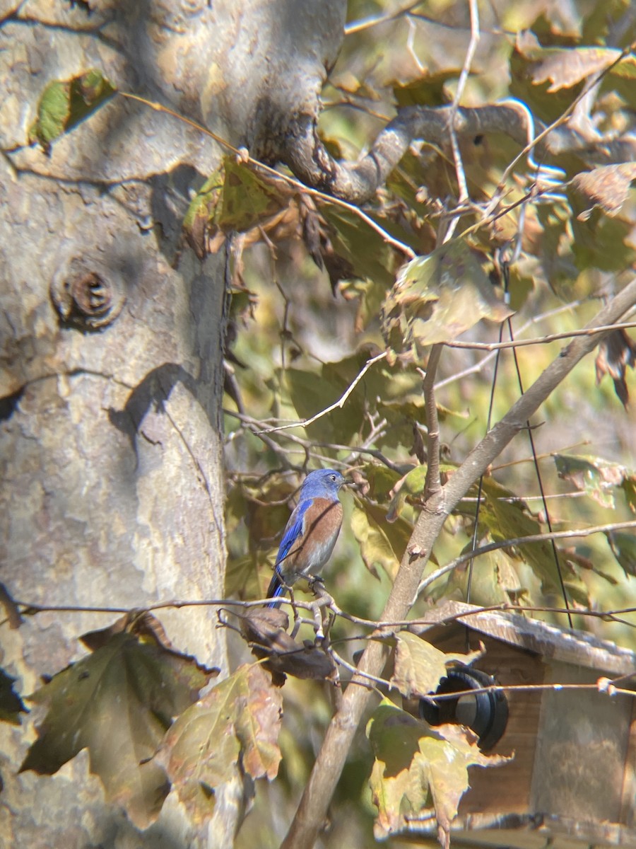 Western Bluebird - ML644194808