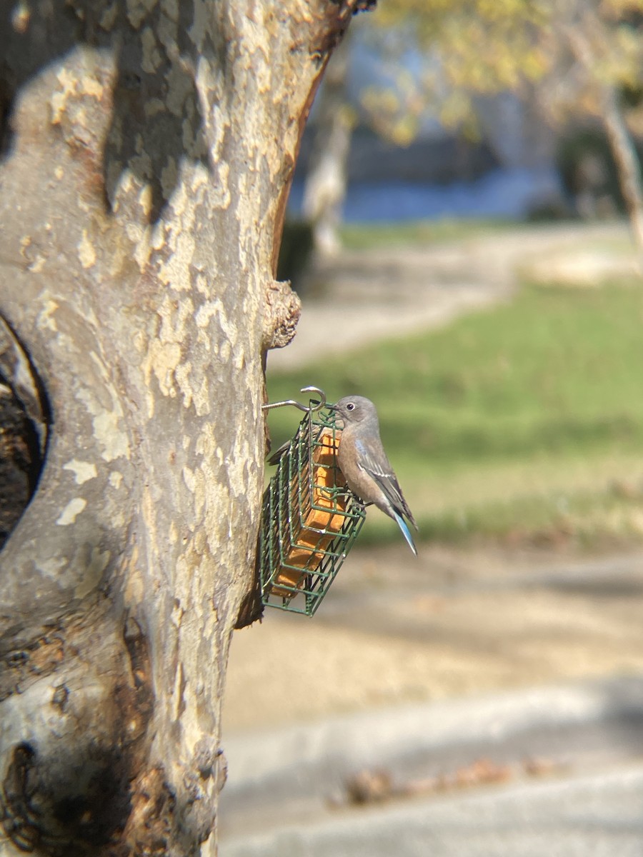 Western Bluebird - ML644194809