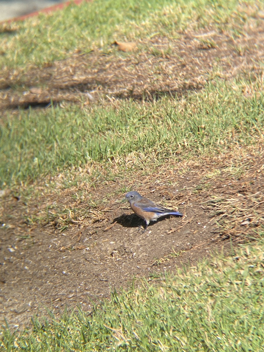 Western Bluebird - ML644194810